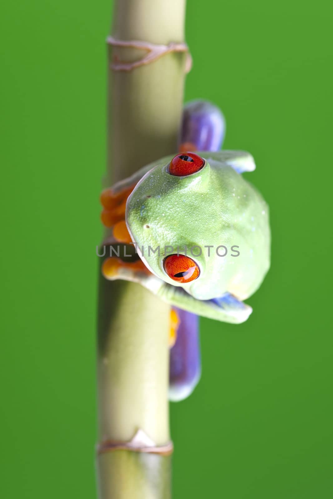 Red eyed tree frog sitting on bamboo