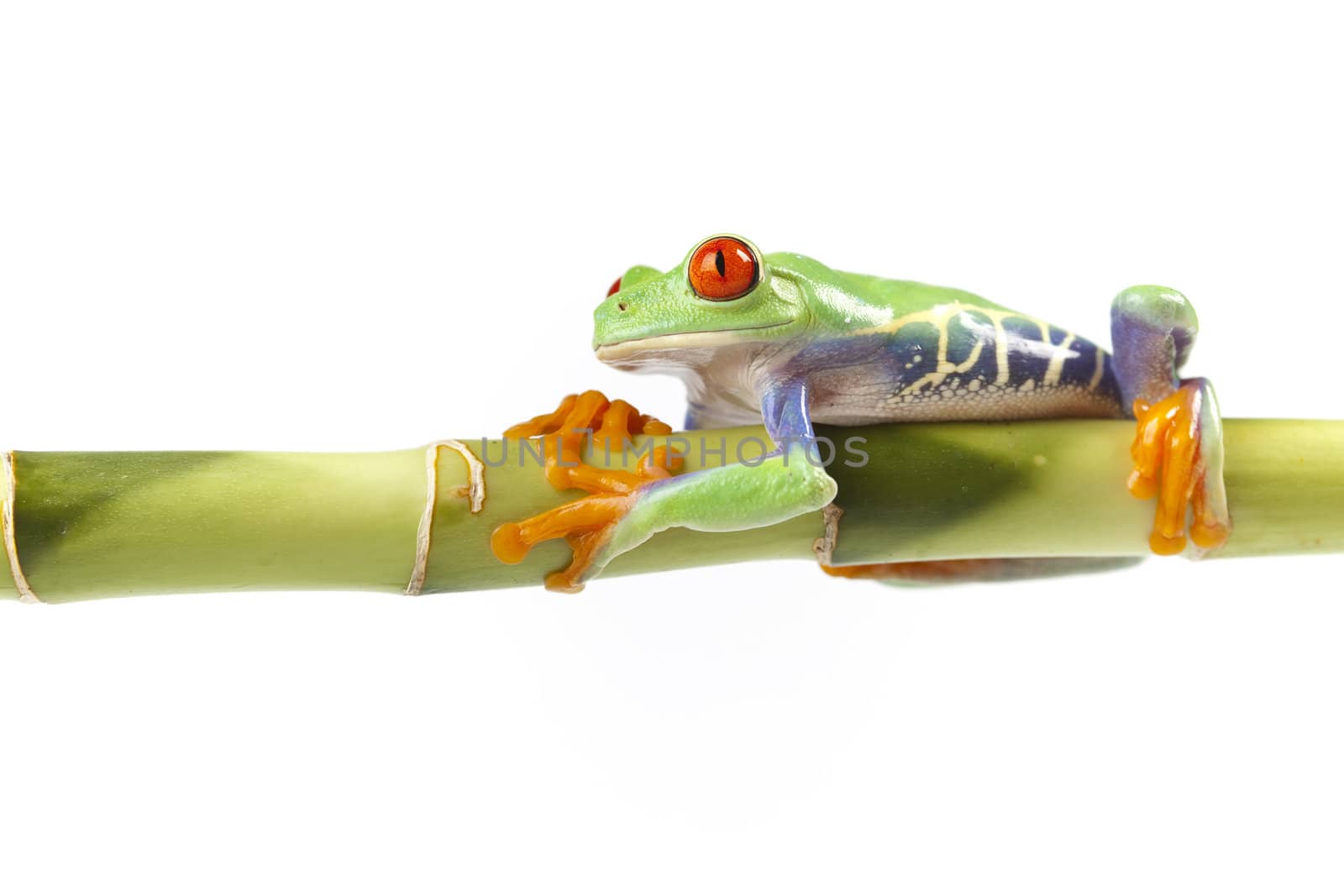 Macro of red eyed tree frog sitting on bamboo