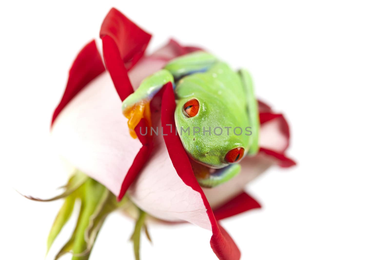 Frog on red rose by shiffti