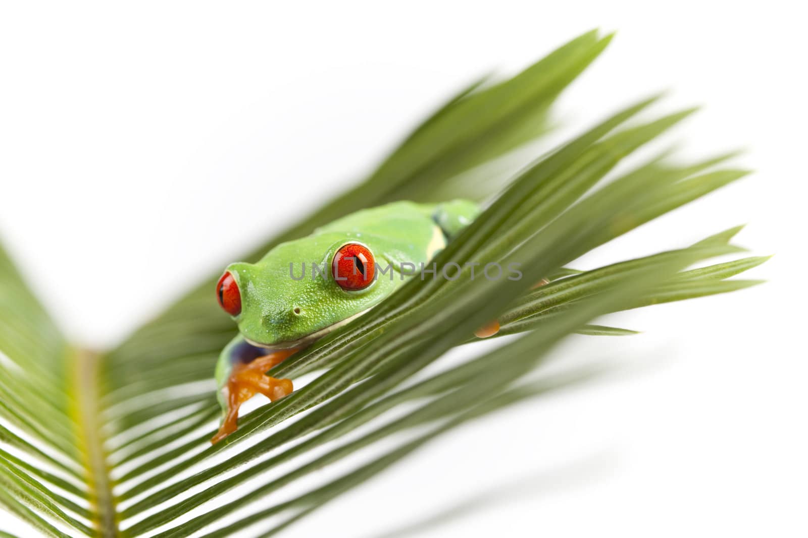 Red eyed tree frog sitting on green leaf