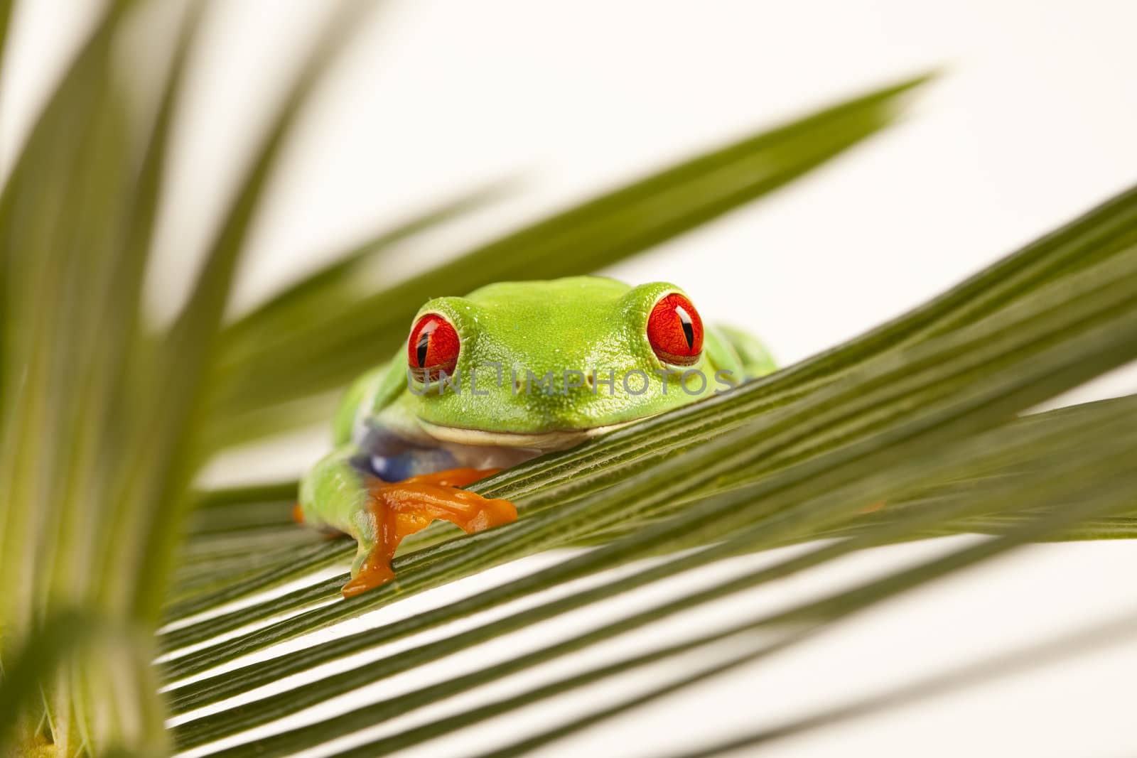 Red eyed tree frog by shiffti