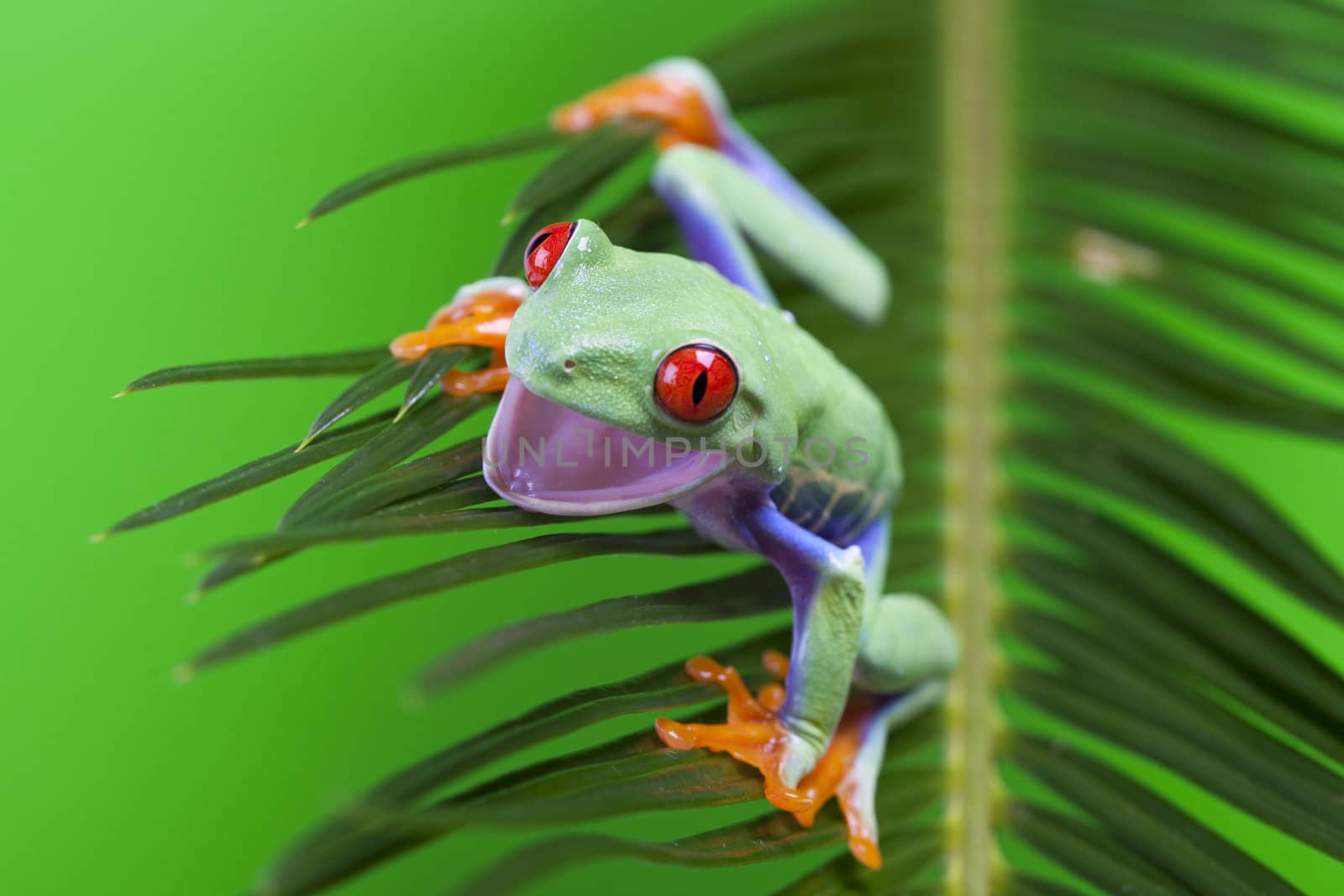 Frog on leaf by shiffti