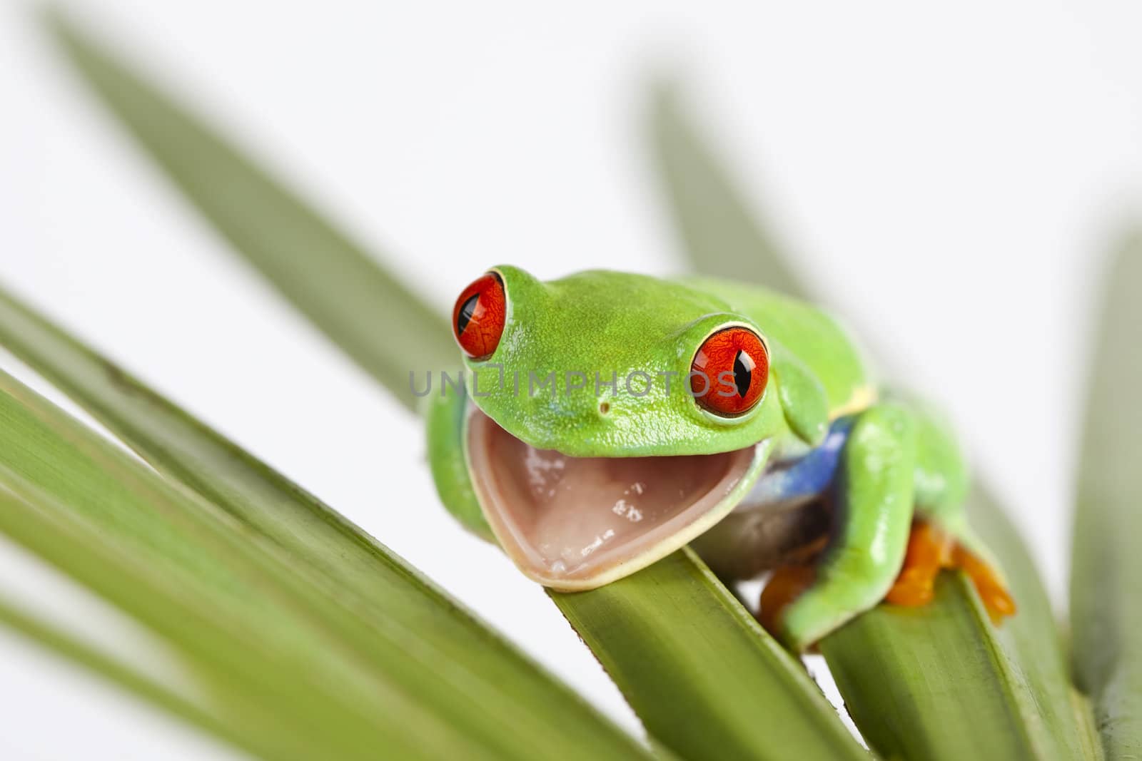 Red eyed tree frog on leaf