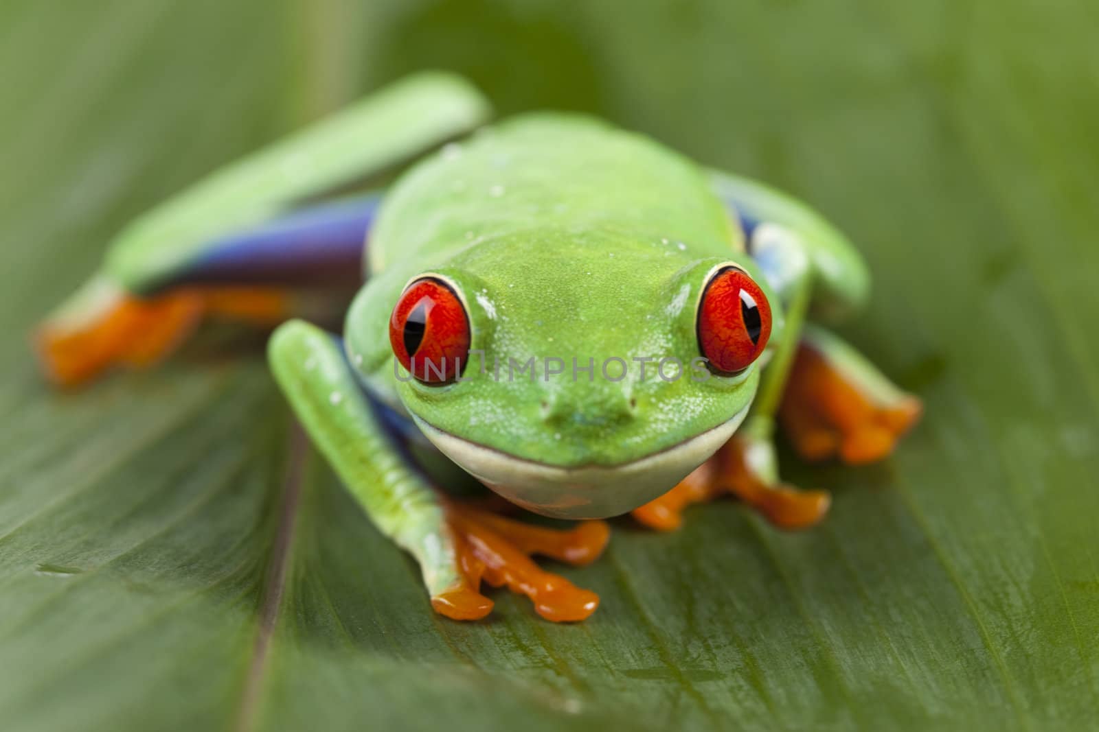 Red eyed tree frog sitting on green leaf