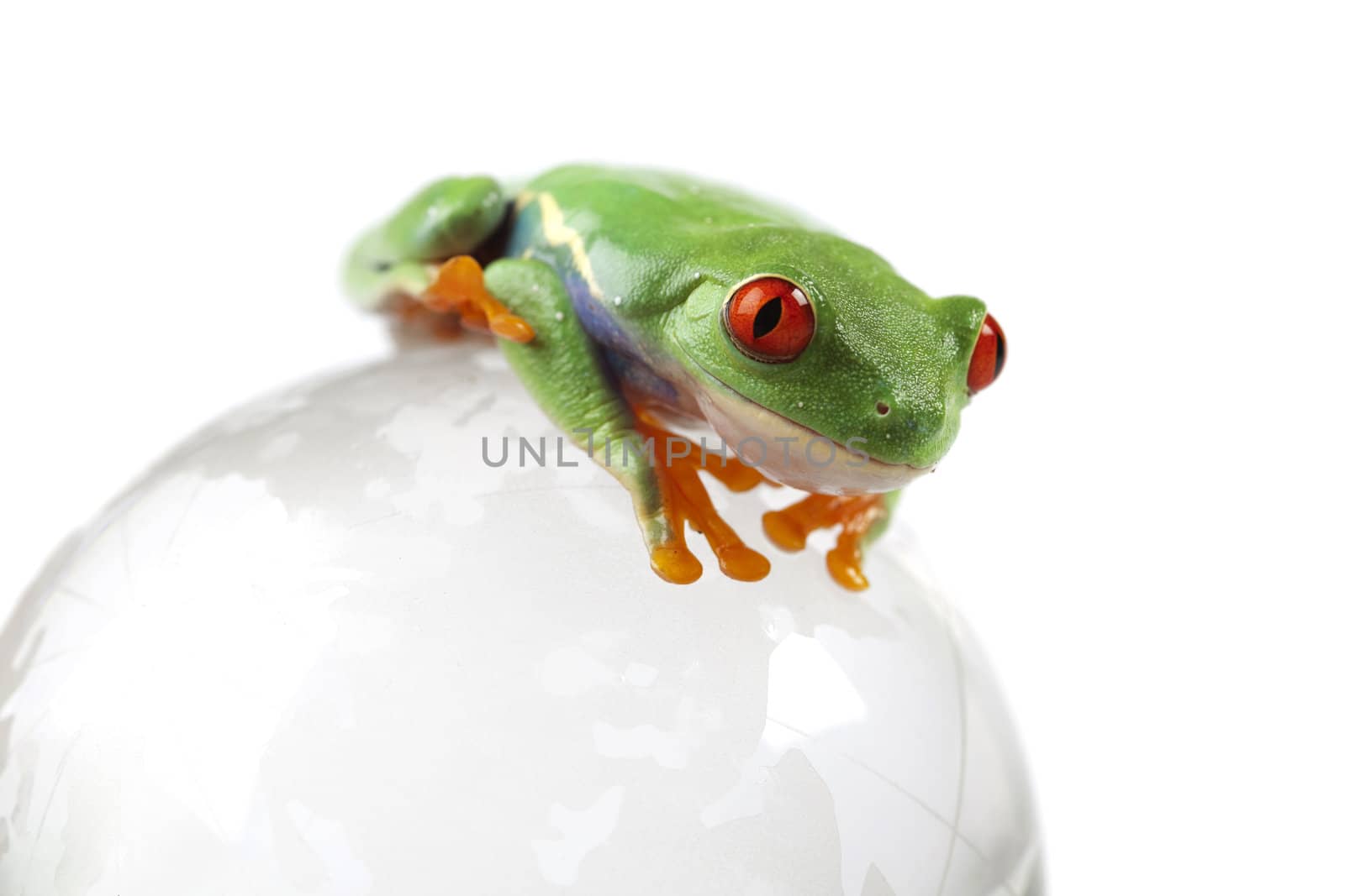 Red eyed tree frog sitting on globe