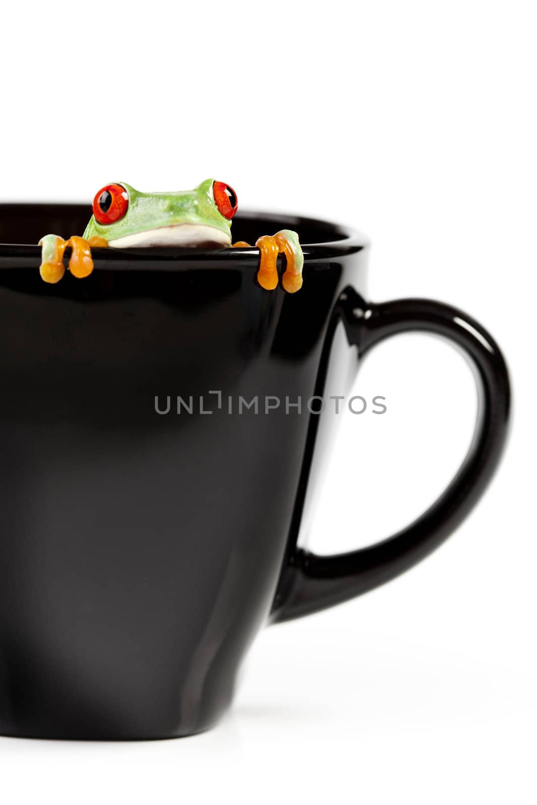 Red eyed tree frog sitting on black cup