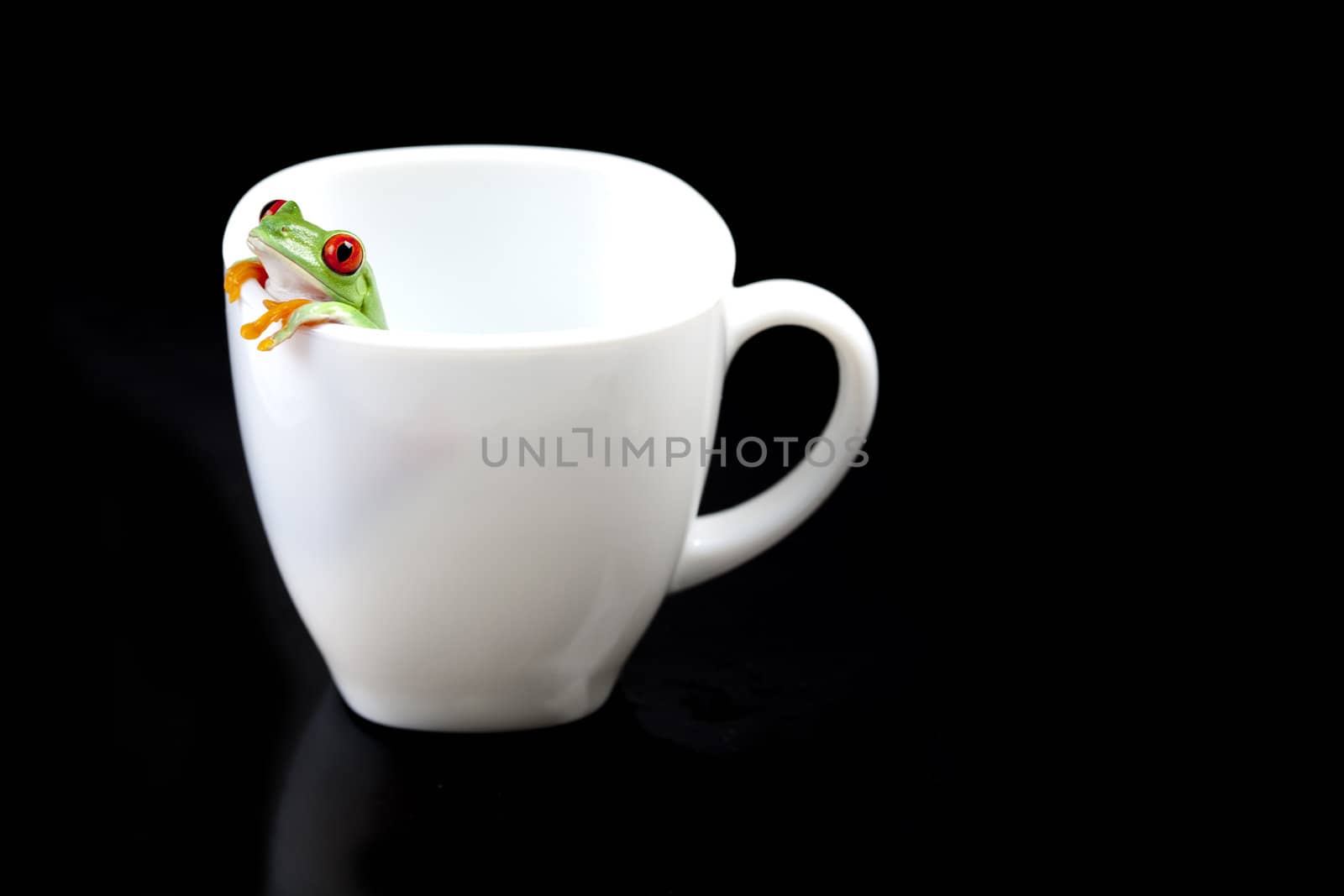 Red eyed tree frog sitting on white cup