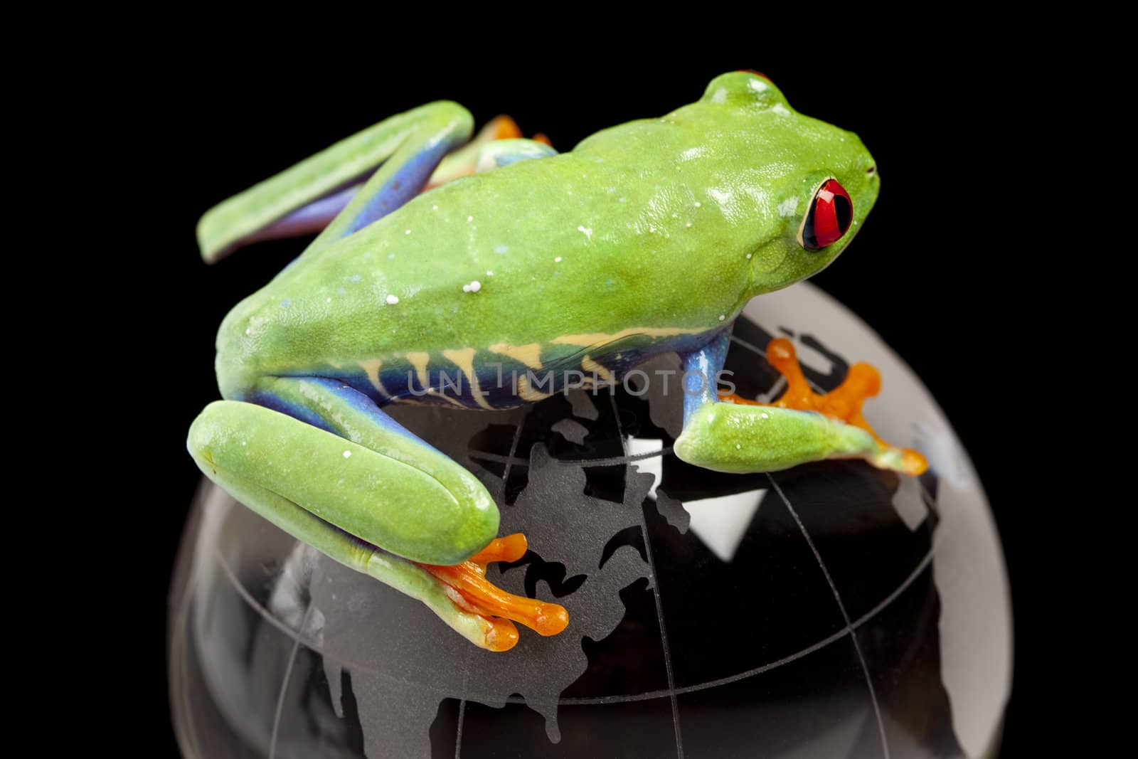 Frog on globe by shiffti