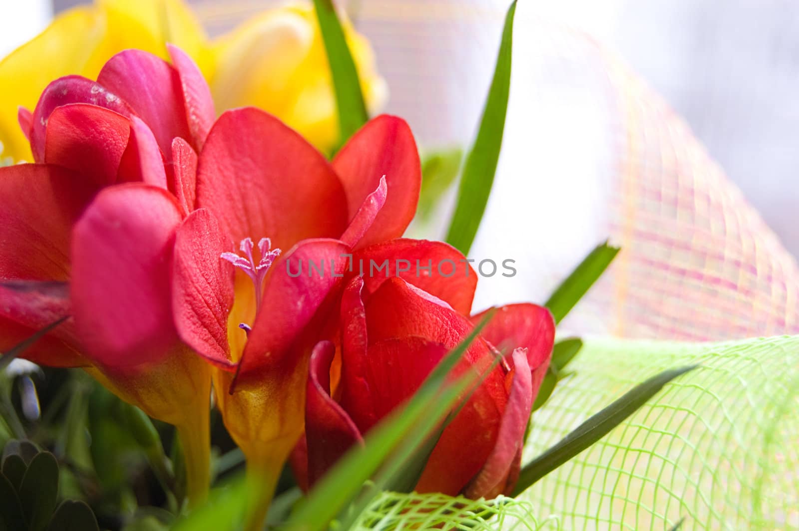Colorful freesias by Angel_a
