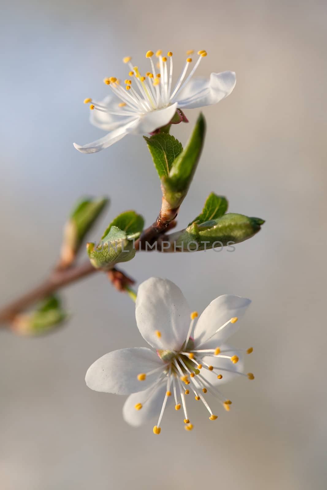 Soft wild plum flowers unfold in early spring