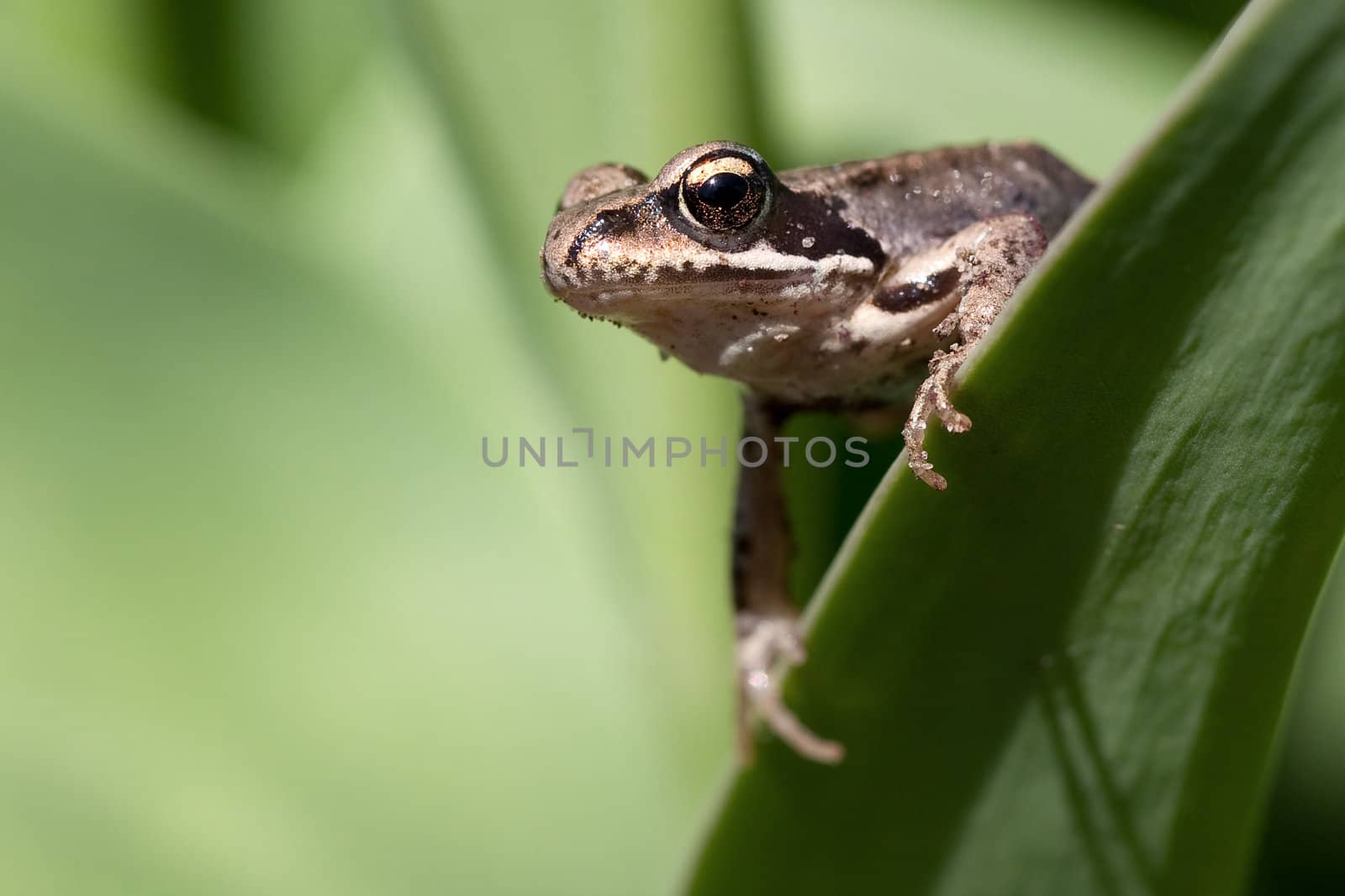 A young frog on a plant leaf