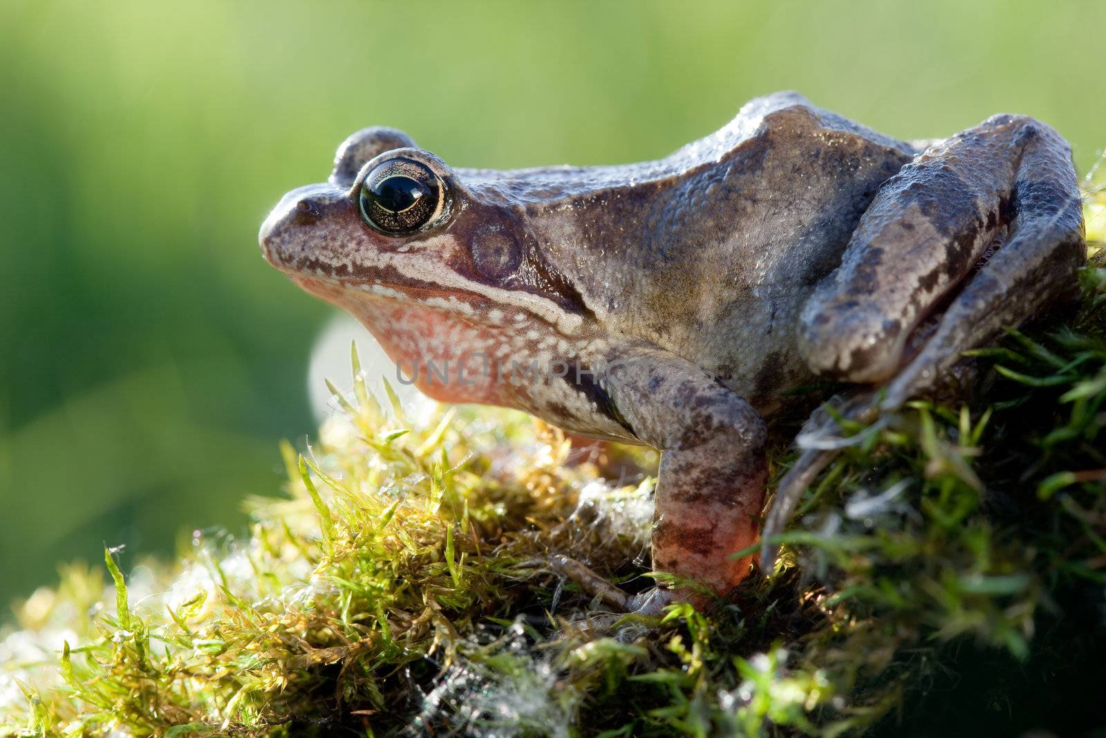 Beautiful frog sit on moss and back light