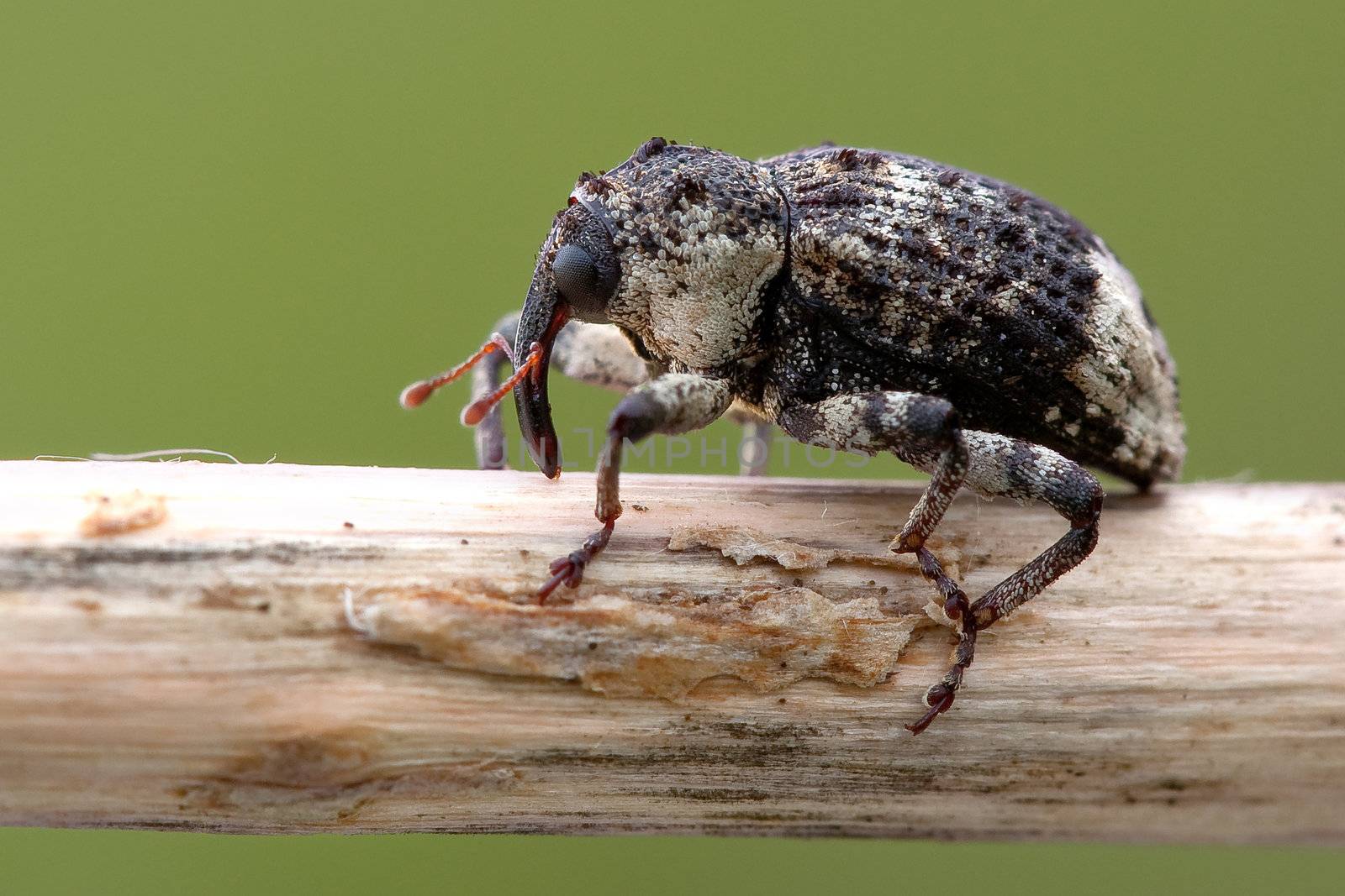 Hairy long-nosed beetle carefully climbs a long stick