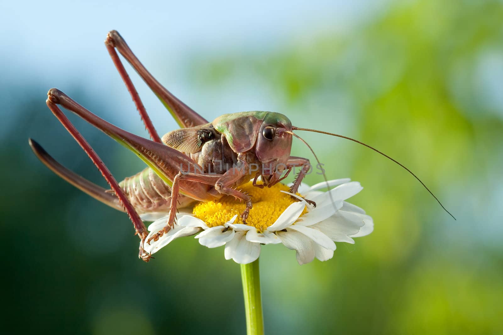 Big brown grasshopper sits on a high chamomile