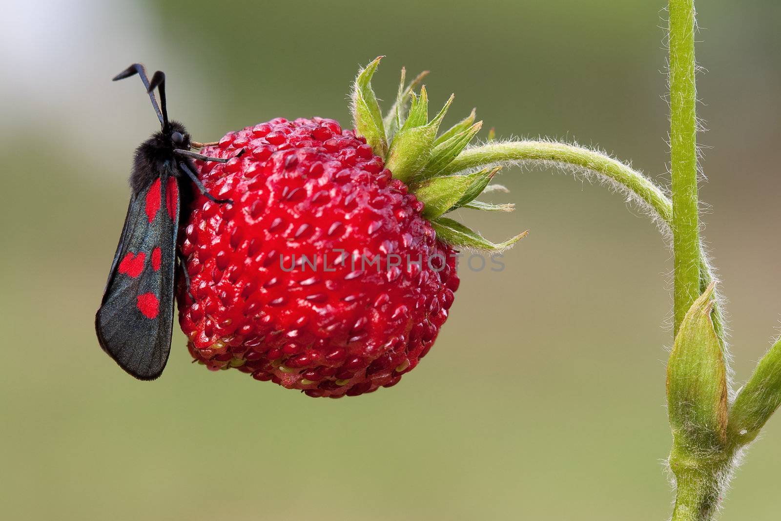 Macro of profile butterfly Five-spot on strawberry, on green background