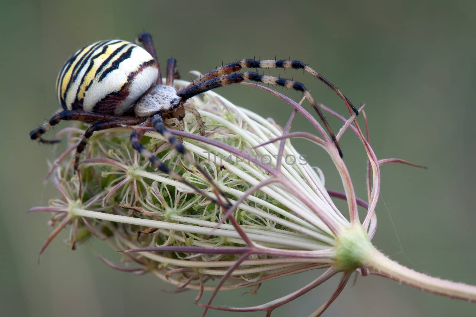 European white - yellow spider on dry flower