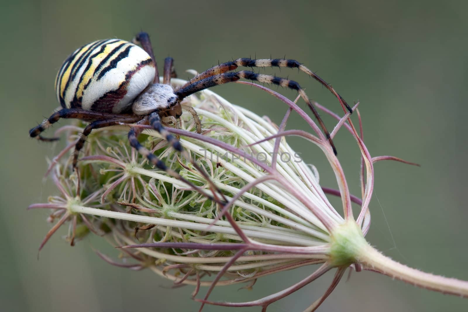 Argiope spider by Lincikas