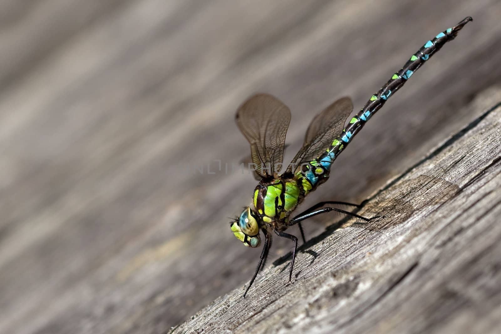 Colored dragonfly on the wall ready for take off