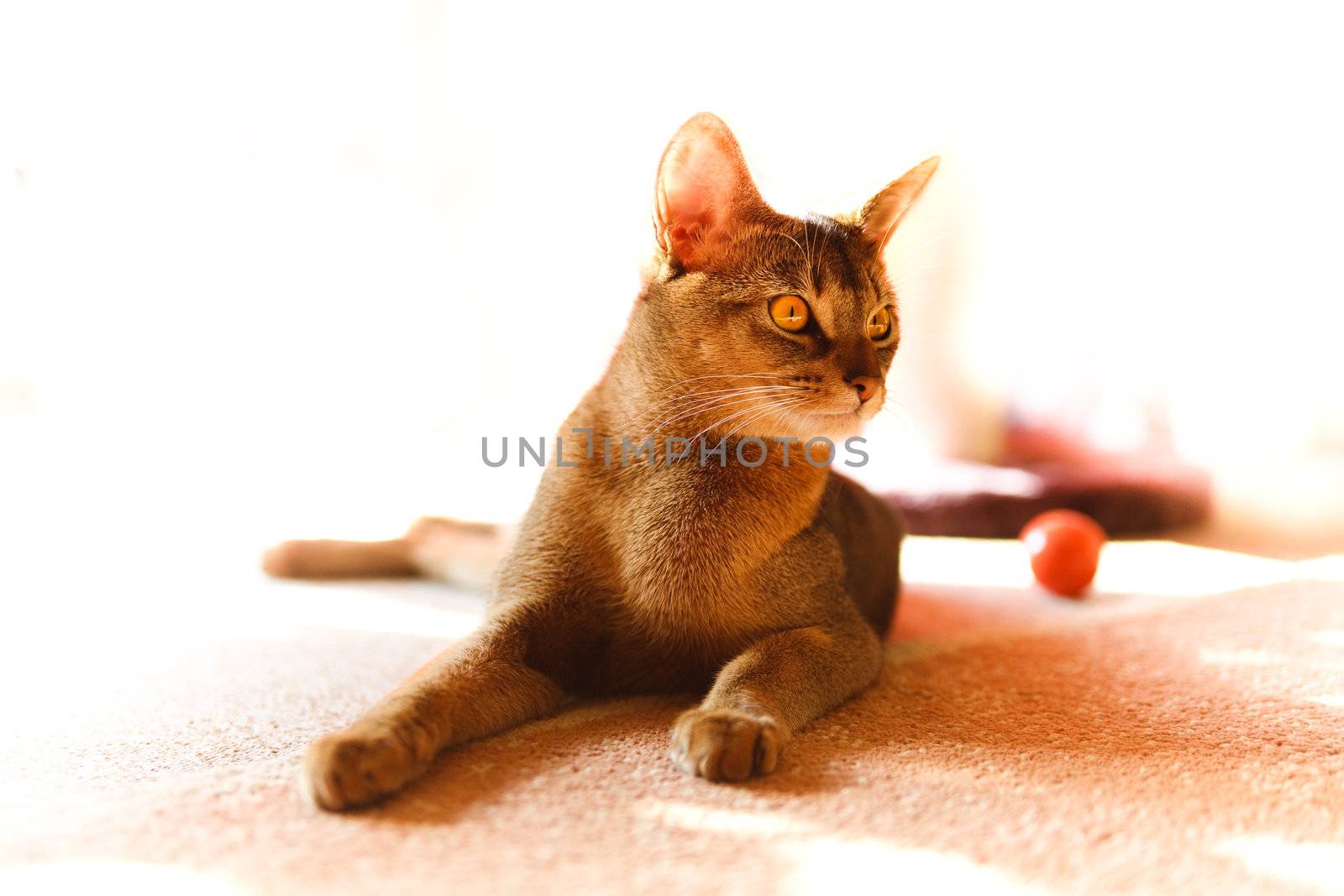 Abyssinian cat by anobis