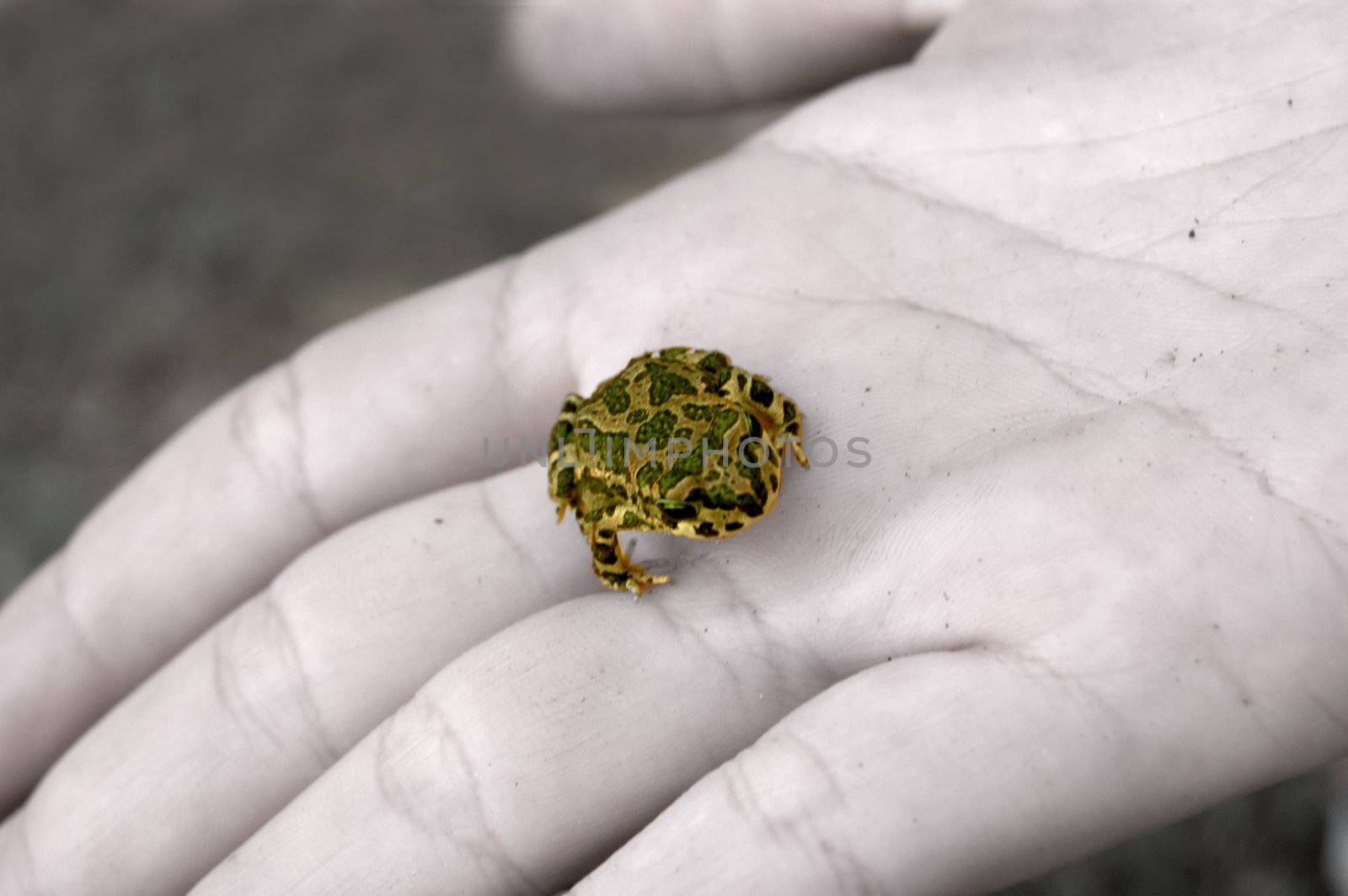 A little green frog in the palm of female hand