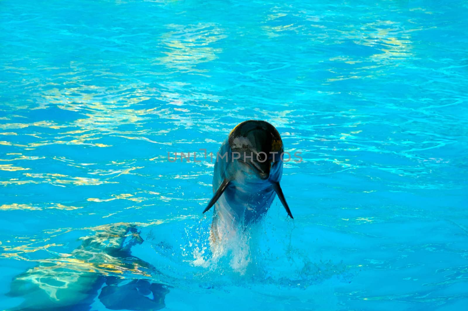 jumping bottle-nosed dolphin in turquoise water