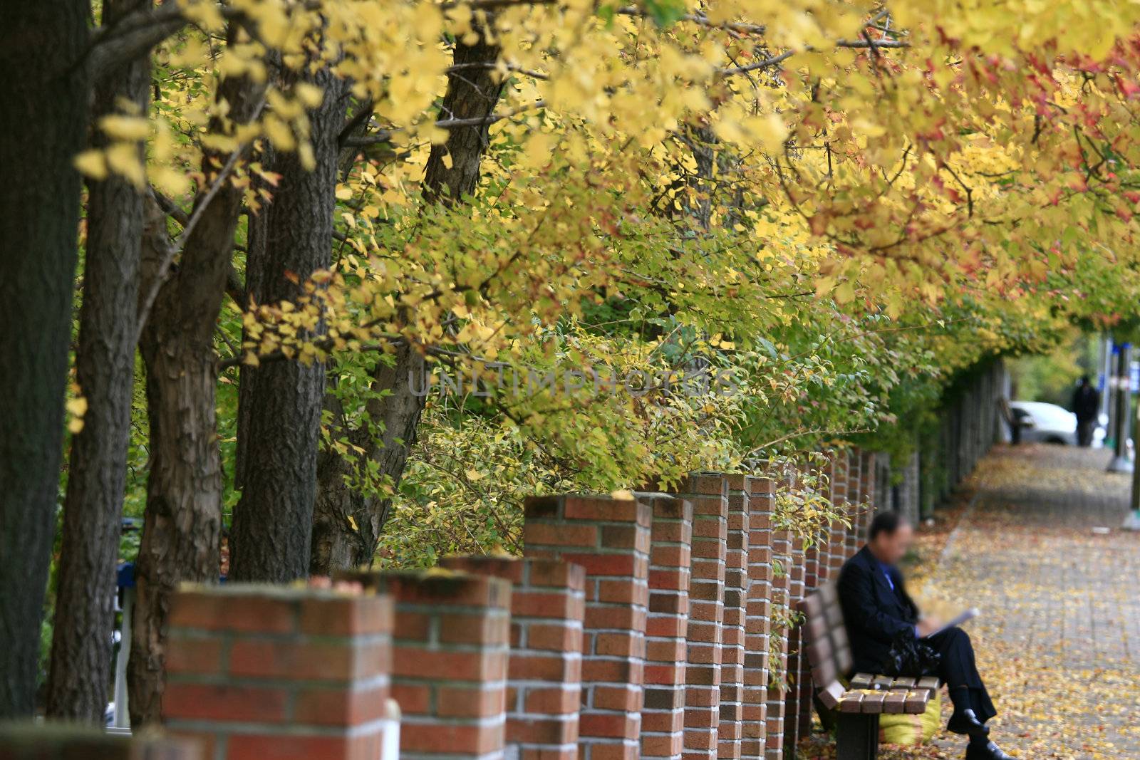 an old man reading relaxing along a beautiful fall landscape 