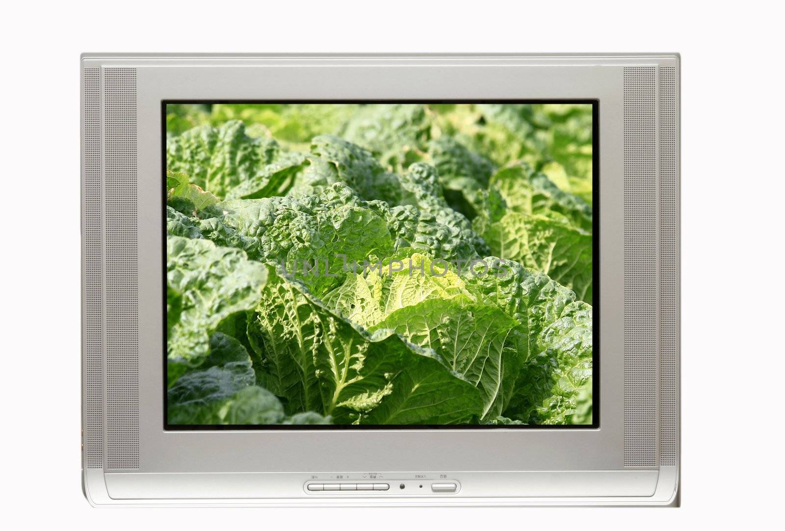 TV and clear cabbage display by sacatani