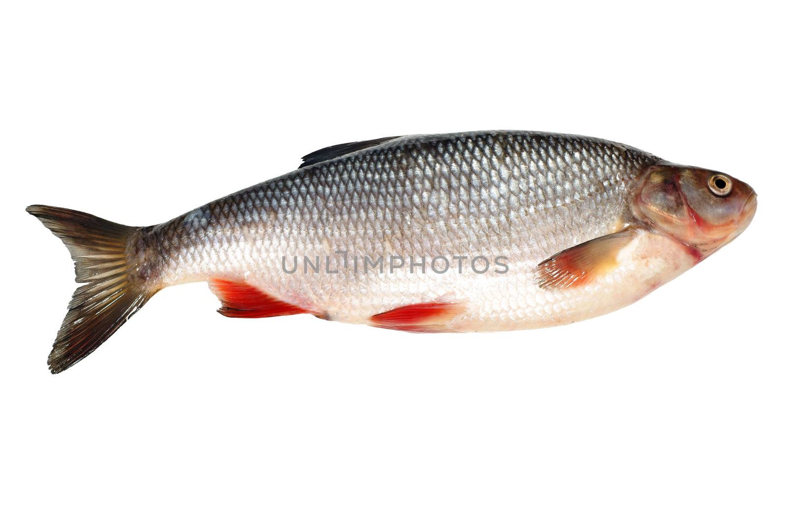 Bream fish isolated on white background