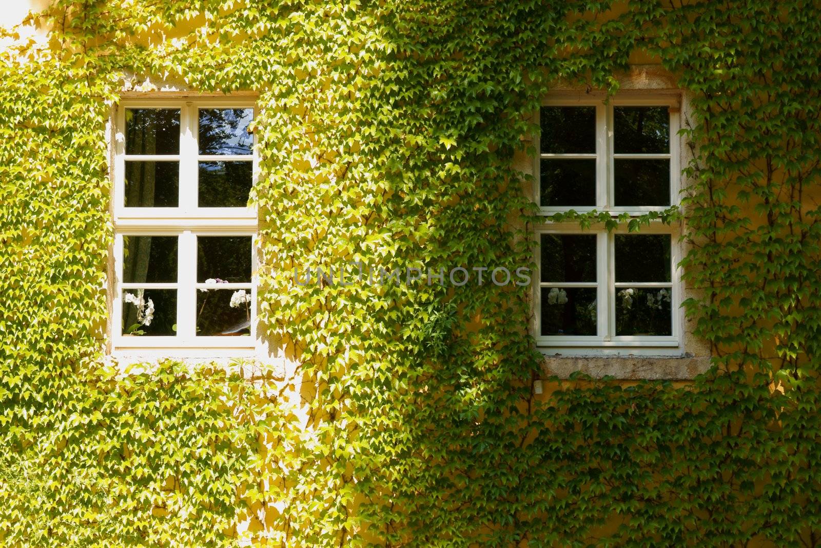 sunny and shaded window covered with ivy