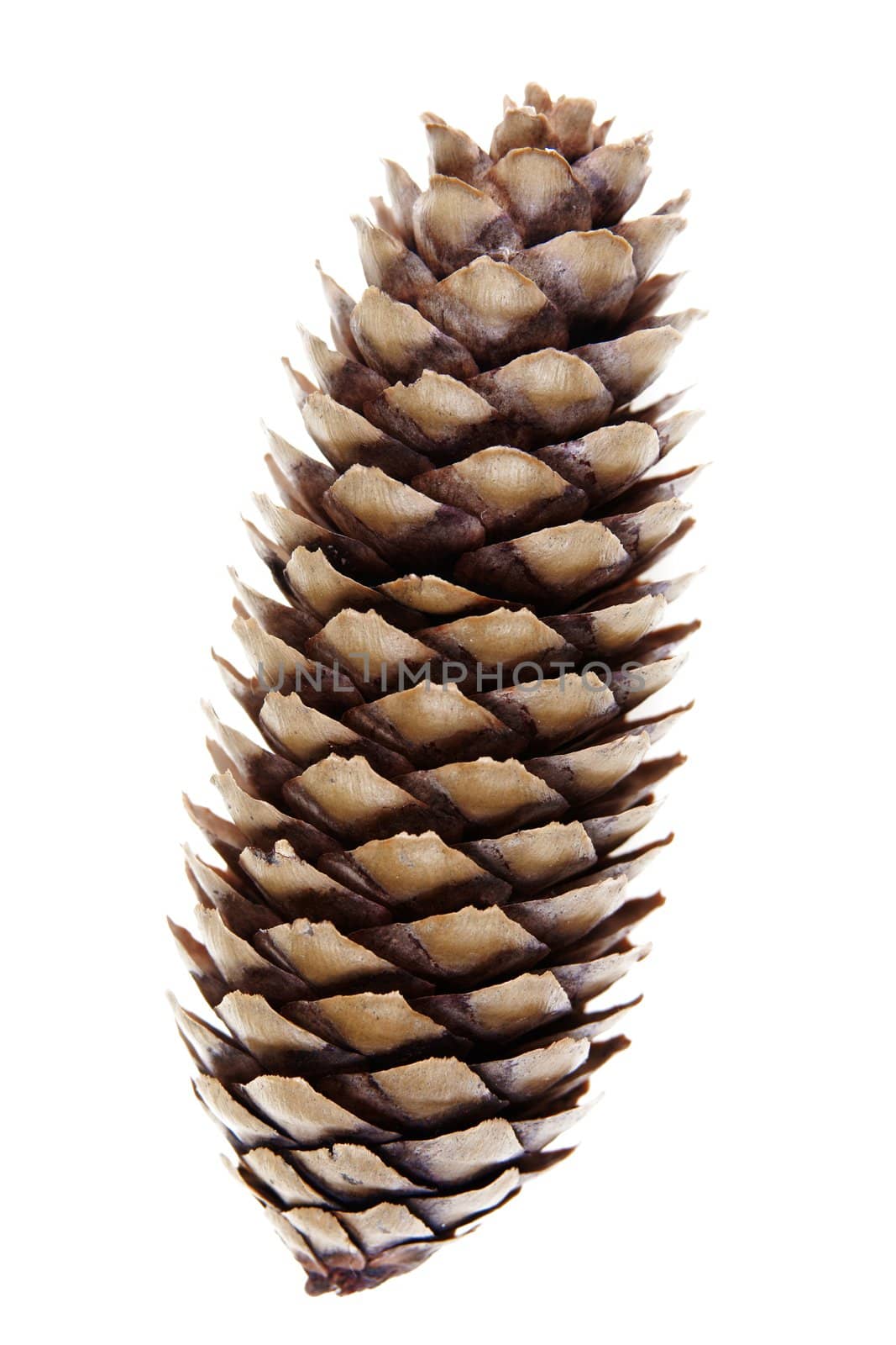 Big fir cone close-up,isolated on white background