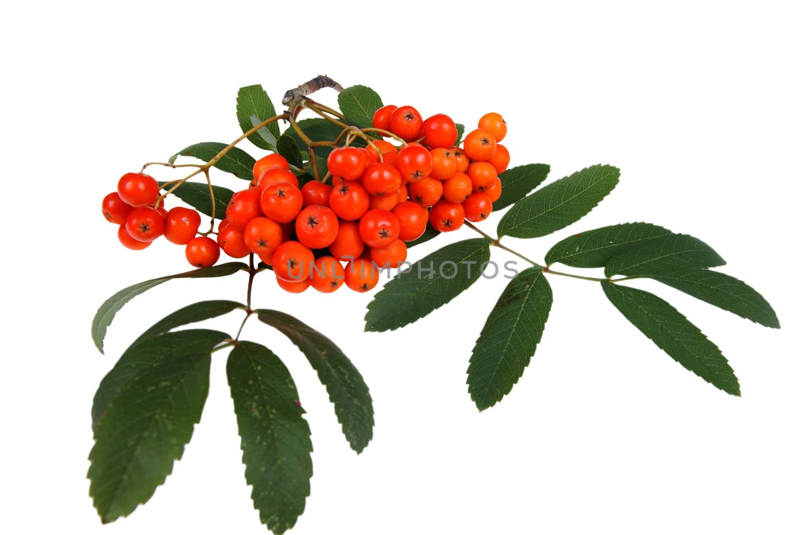 bunch of red rowan,isolated on white background