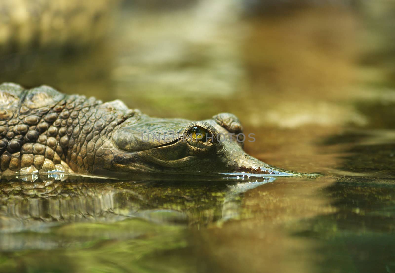 Floating young crocodile. Gharial. Close up