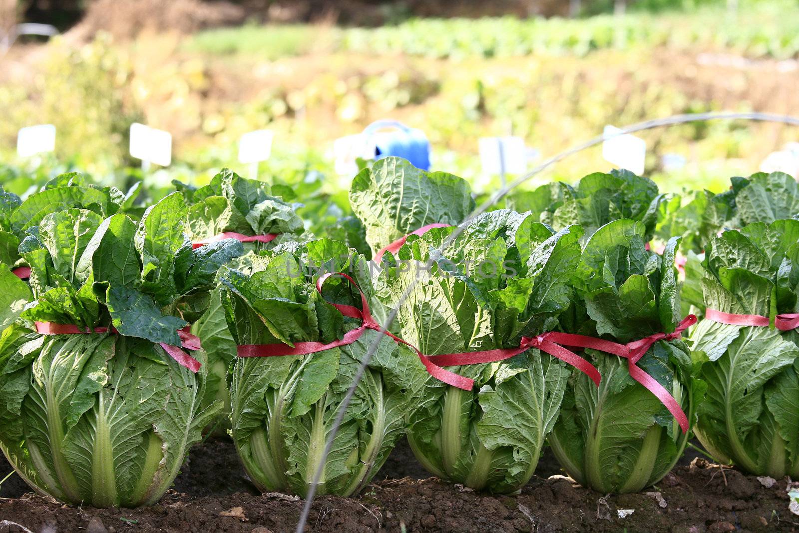 Cabbage crop on a personal kitchen garden chinese cabbage.
