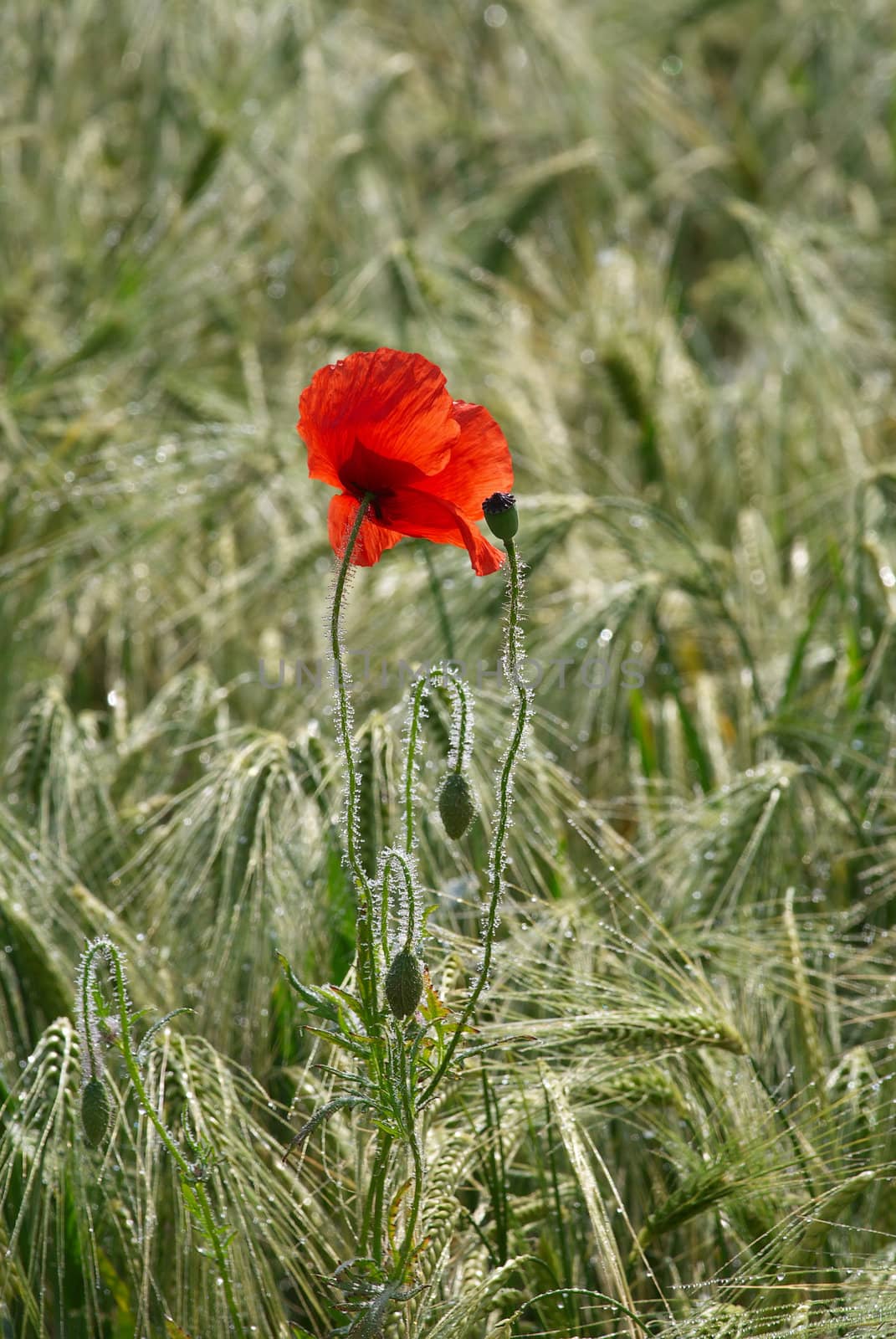 Red poppy on field by Kamensky