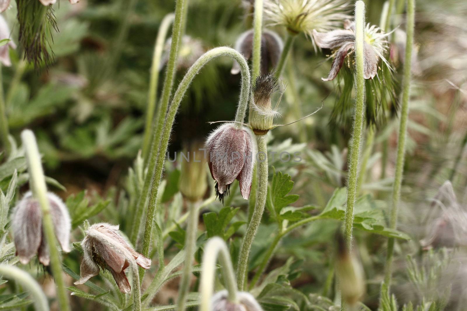 Pulsatilla koreana Nakai Flower display at olympic park seoul korea