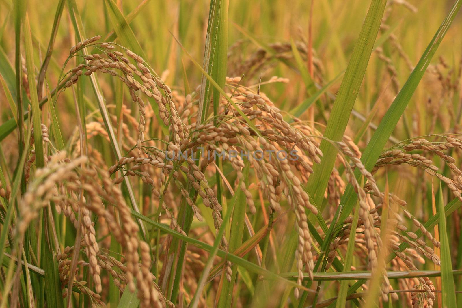 Rice Field by sacatani