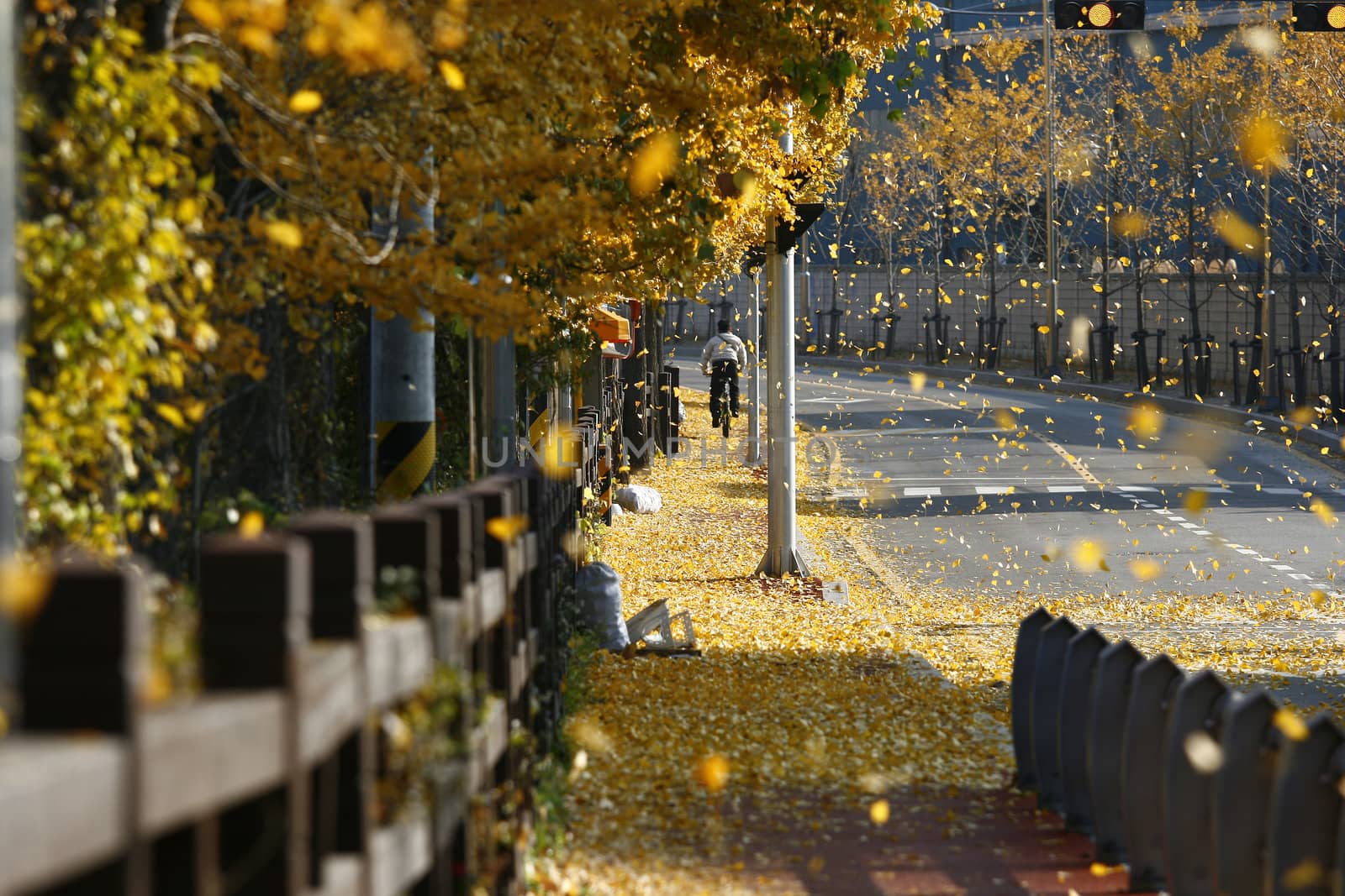 Capturing Falling Leaves during autumn at the walkway and road