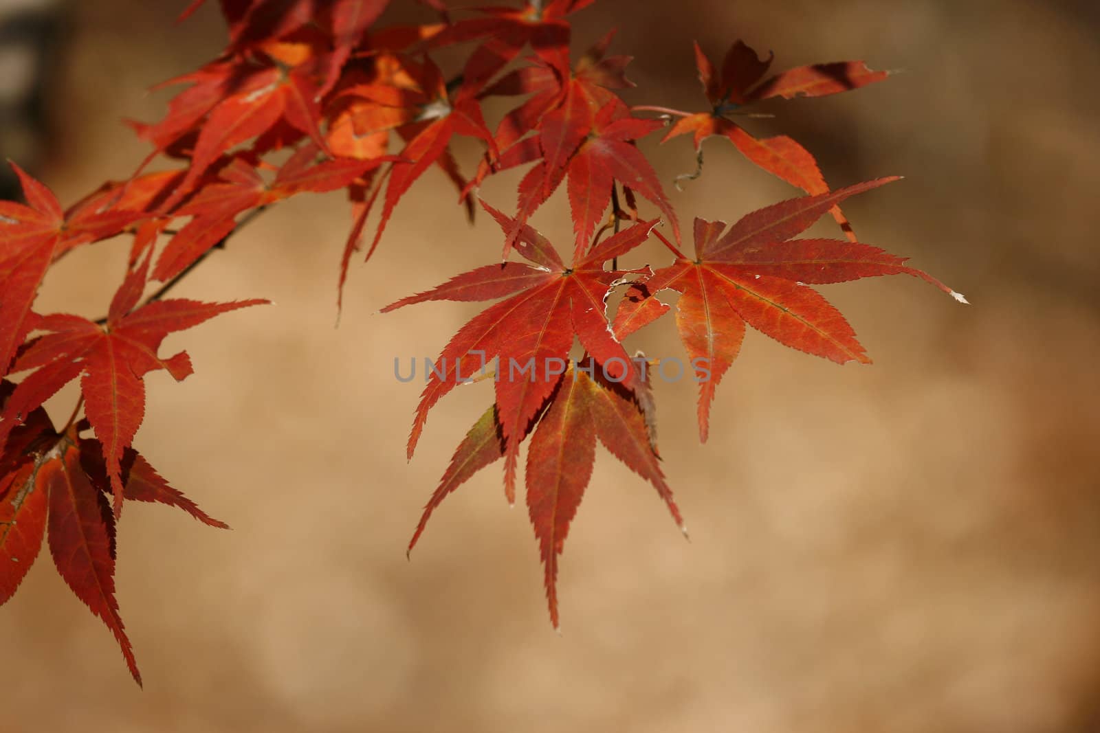 maple leaf during autumn in october with nice color