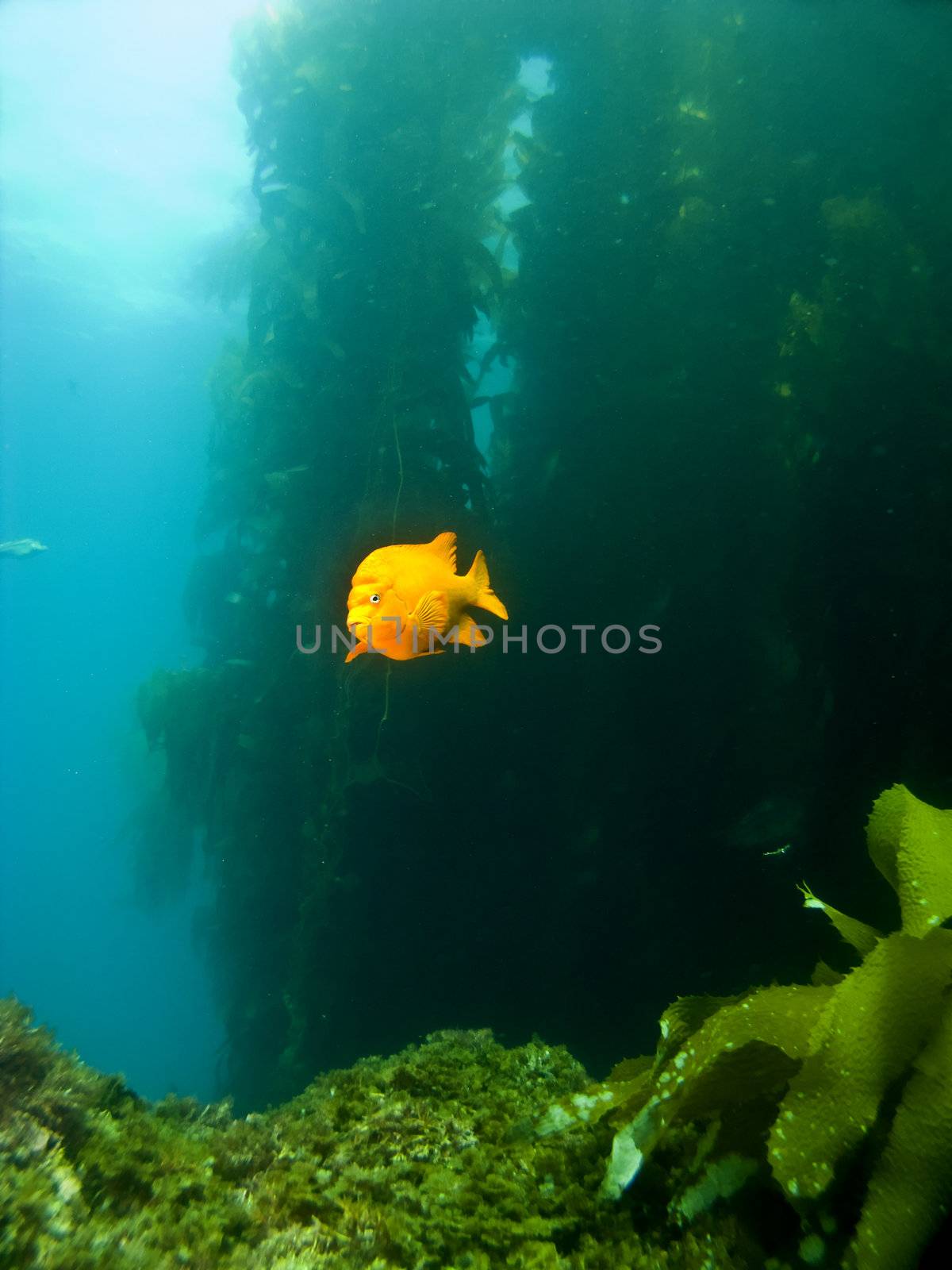 Garibaldi swimming out of the Kelp in Avalon Catalina