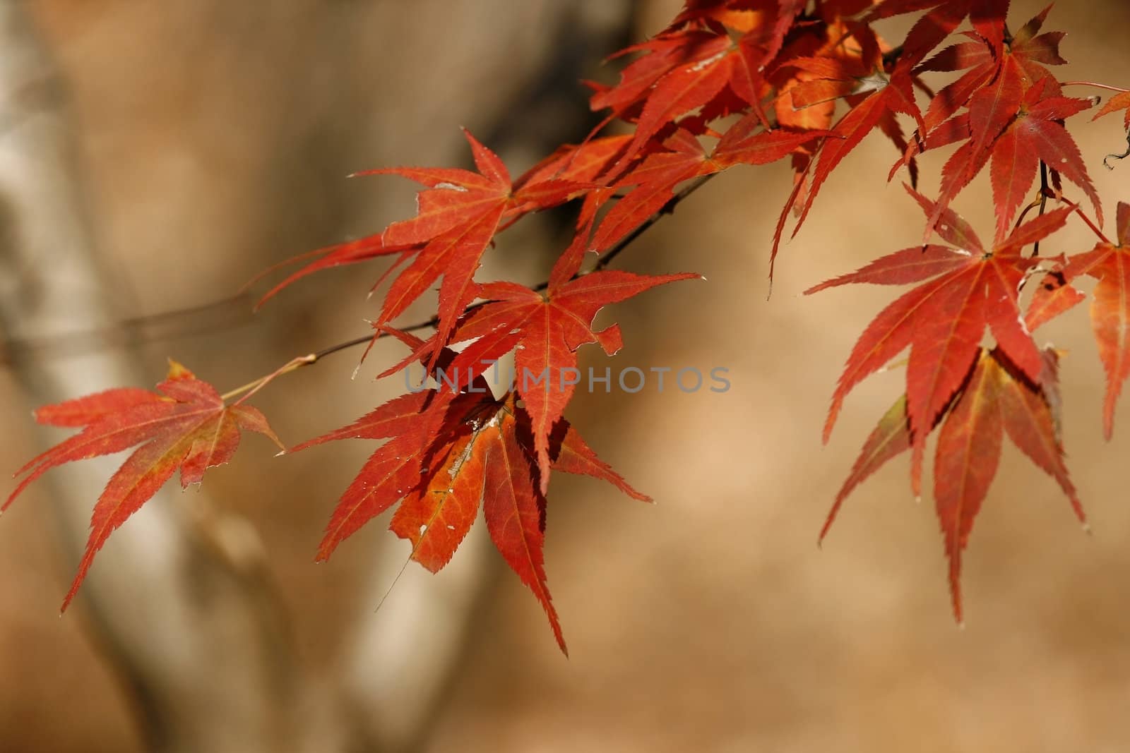 October leaf autumn shallow dof with copyspace