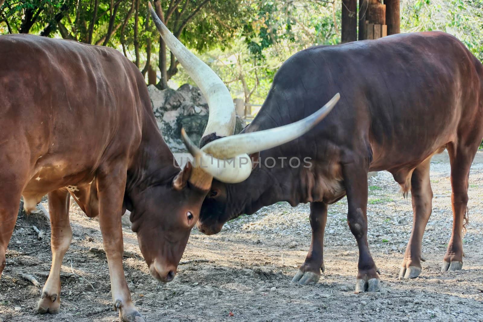 Two Ankole cattle embraced in a fight over their land