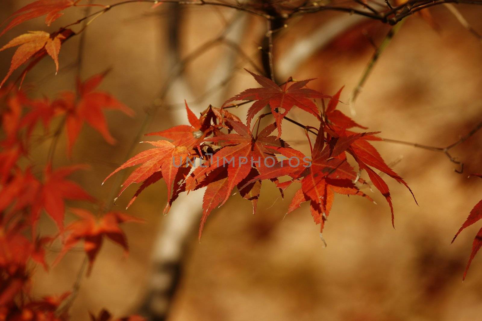 November maple red leaf with a copy space