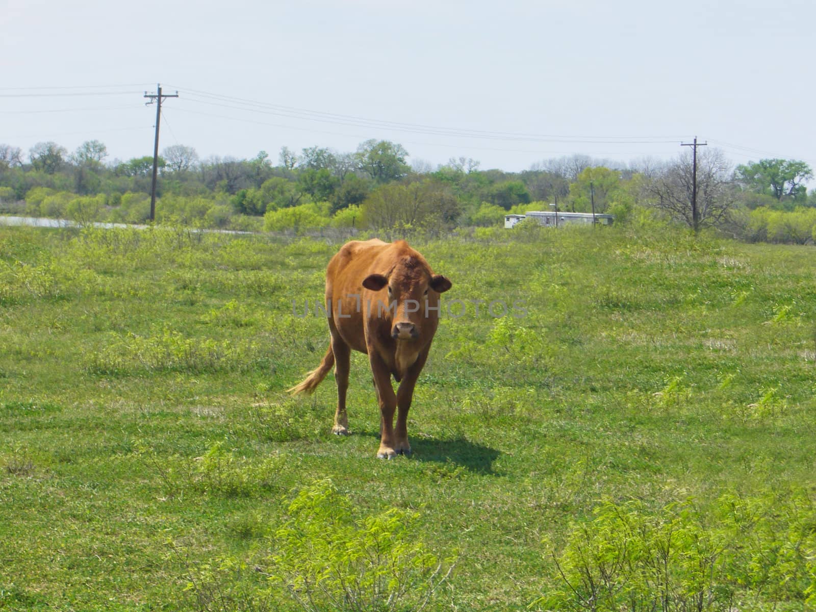 A lone cow out in a grassy field