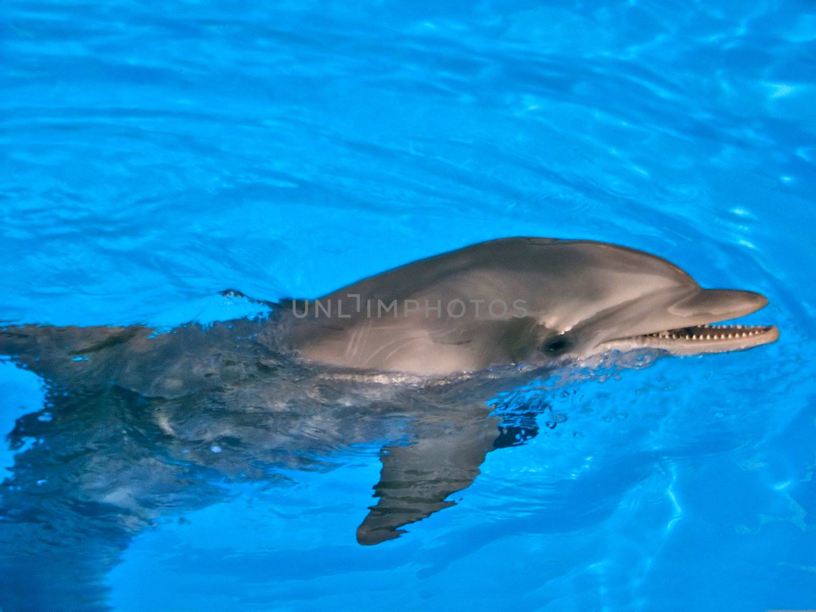 A single dolphin swiming in crystal clear water