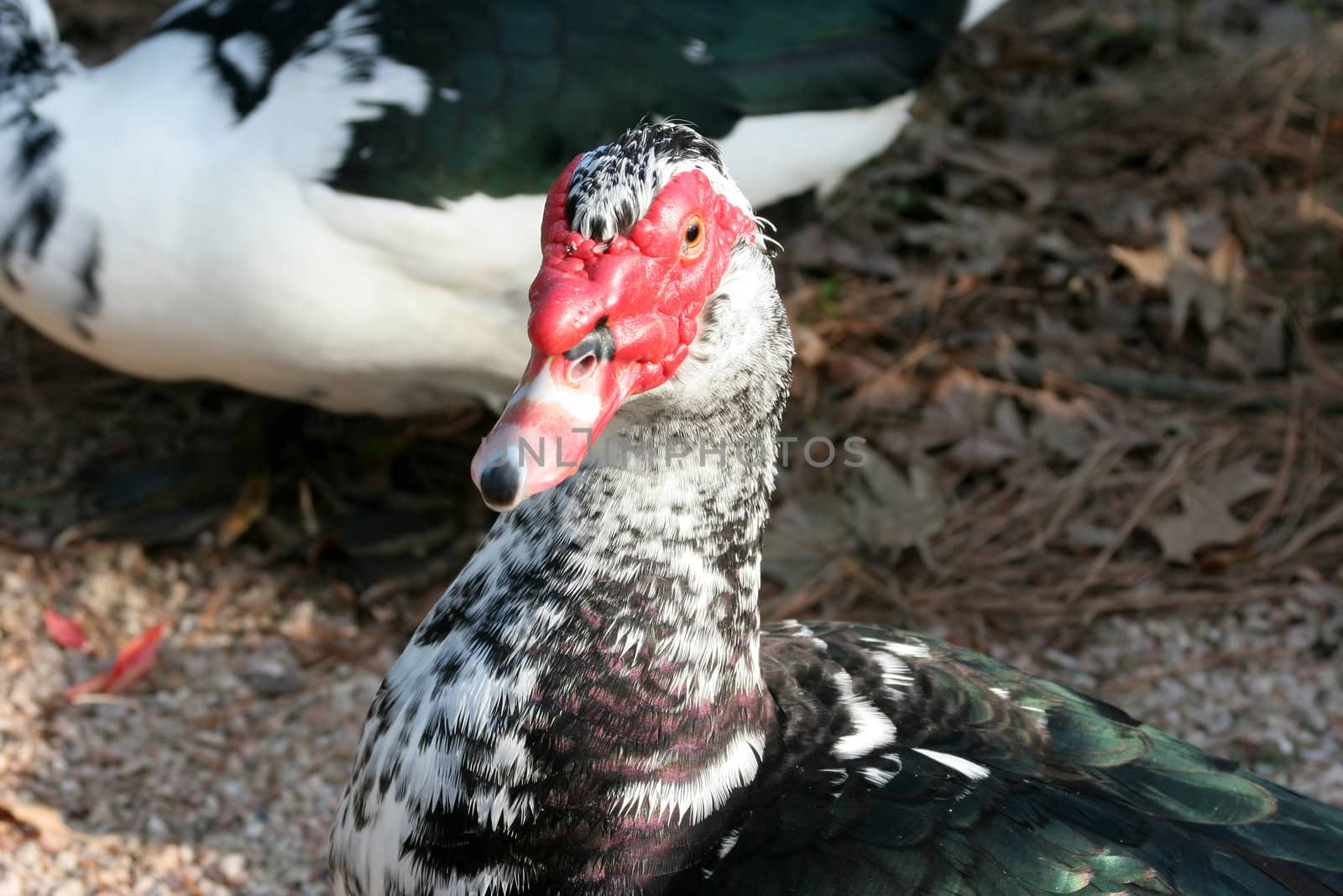 A close up shot of a ducks head looking into the camera