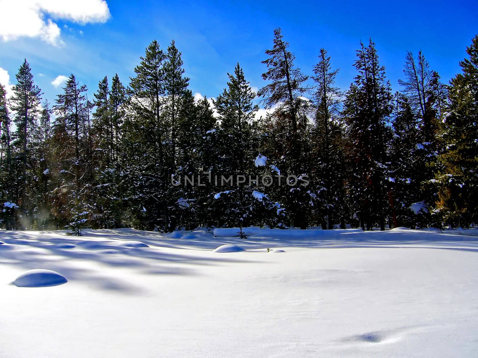 A snowy forest that is untouched by anyone