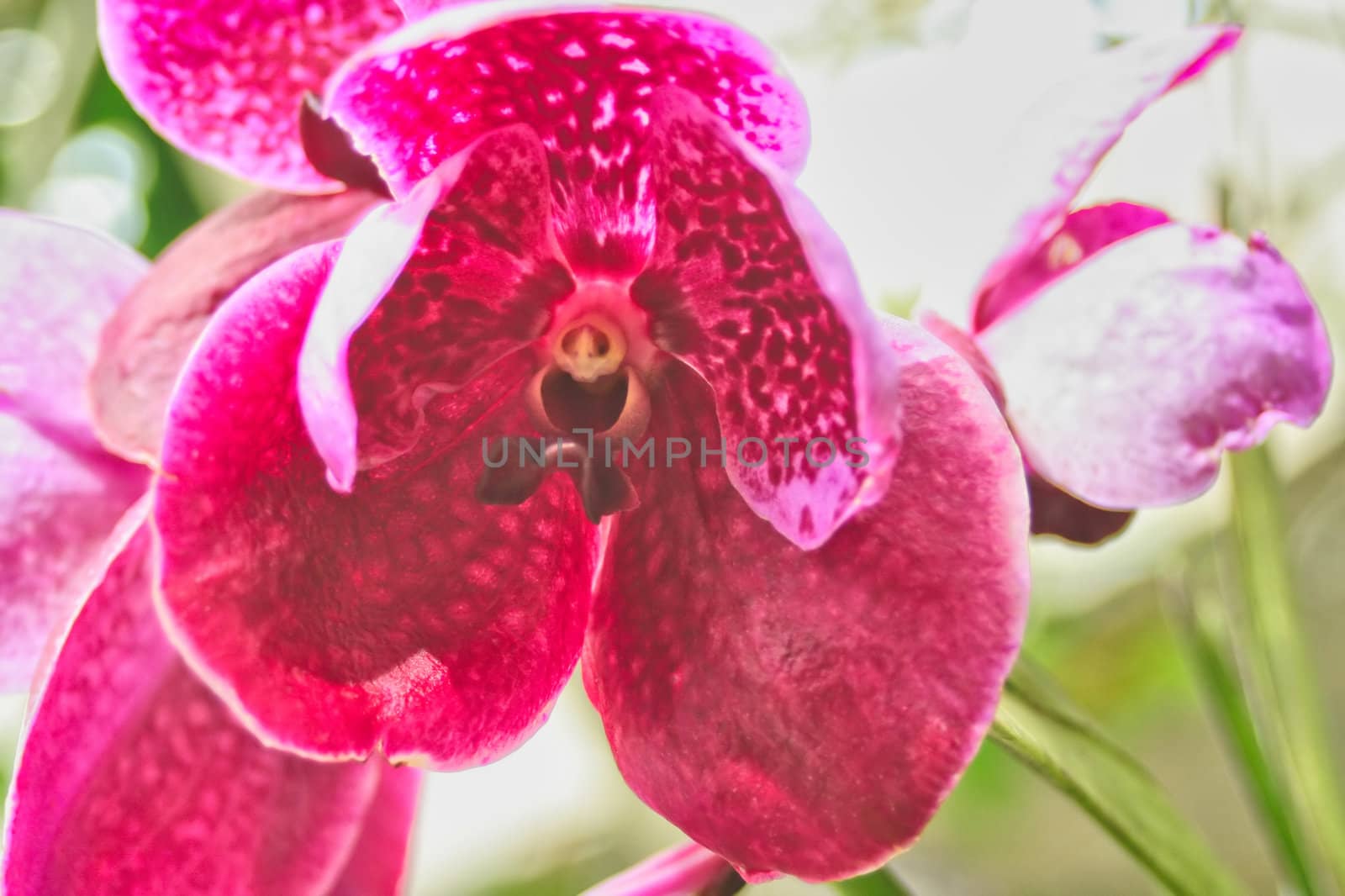 Beautiful Iris Flower by Moonb007
