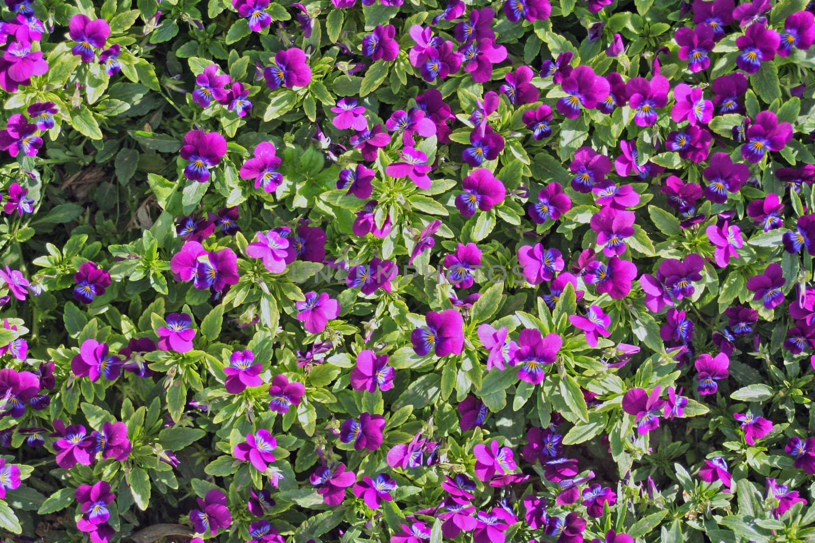 A background of purple flowers