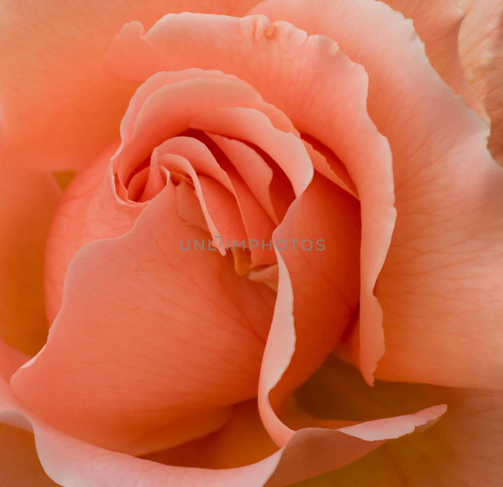 Romantic rose "Just Joey", peachy pale orange color in full-frame closeup suitable for Valentine card