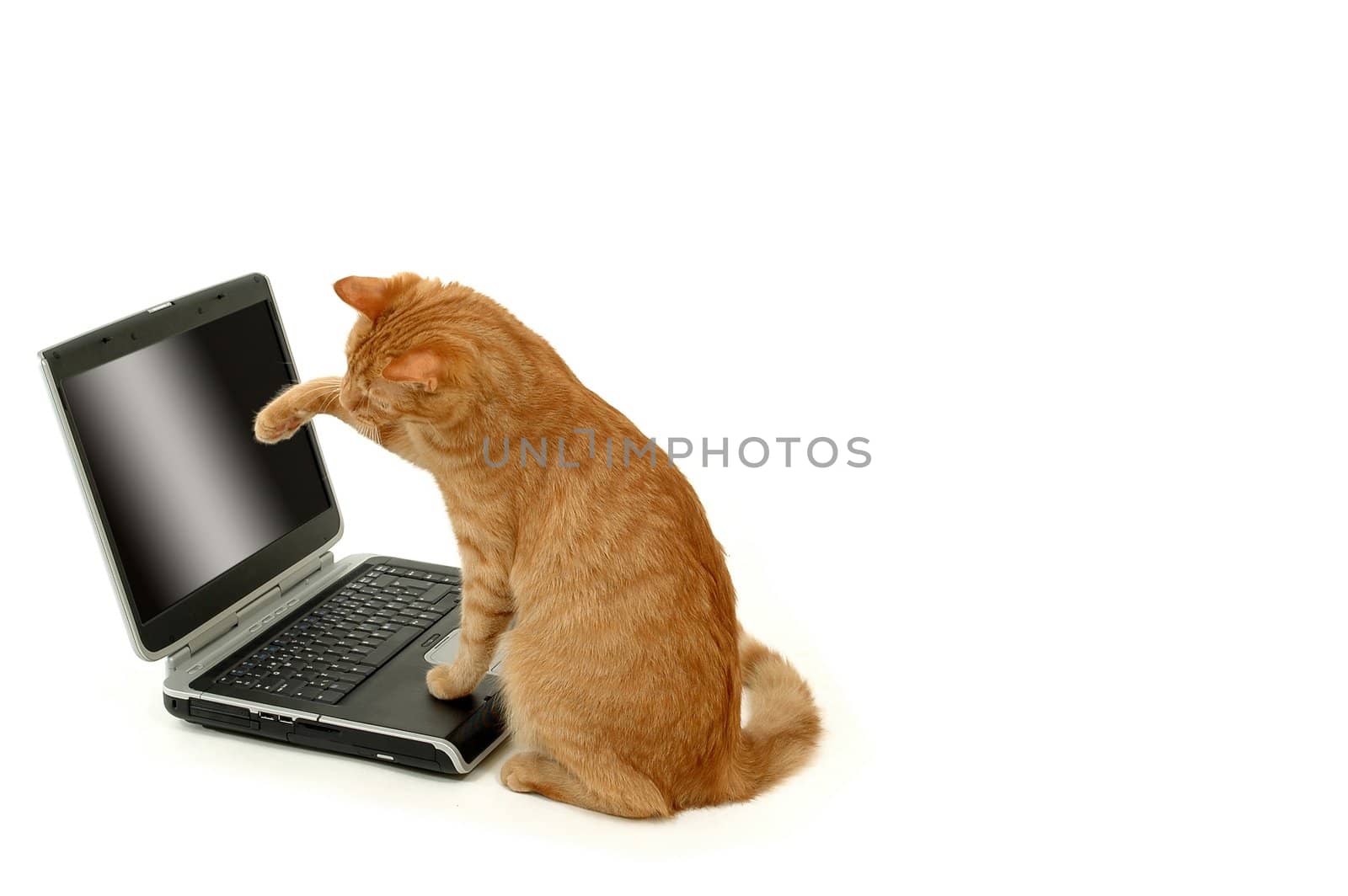 Cat and laptop. A cat is siting in front of a laptop
